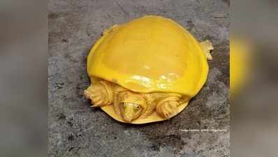 Yellow Turtle : ಎರಡನೇ ಬಾರಿಗೆ ಕಾಣಿಸಿಕೊಂಡ ಅಪರೂಪದ ಹಳದಿ ಆಮೆ...!
