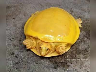 Yellow Turtle : ಎರಡನೇ ಬಾರಿಗೆ ಕಾಣಿಸಿಕೊಂಡ ಅಪರೂಪದ ಹಳದಿ ಆಮೆ...!