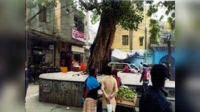 चिराग दिल्ली गांव में 150 साल पुराने एक पेड़ को मिला जीवनदान