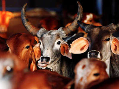 मनसा देवी गोशाला में 80 गायों की मौत, फूड पॉयजनिंग या कुछ और...एसआईटी कर रही है जांच