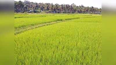 വയനാട്ടിലെ കുട്ടനാട്, കുടിയേറ്റ മേഖലയിലെ നെല്ലറ; ചേകാടിക്ക് വിശേഷണങ്ങളേറെ! ഇത് ഗന്ധകശാല മണക്കുന്ന കാര്‍ഷിക ഗ്രാമത്തിൻ്റെ കഥ