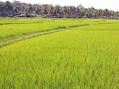 വയനാട്ടിലെ കുട്ടനാട്, കുടിയേറ്റ മേഖലയിലെ നെല്ലറ; ചേകാടിക്ക് വിശേഷണങ്ങളേറെ! ഇത് ഗന്ധകശാല മണക്കുന്ന കാര്‍ഷിക ഗ്രാമത്തിൻ്റെ കഥ