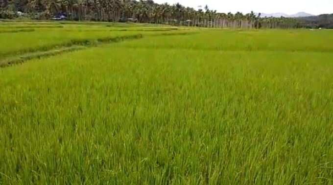 ​40 ഏക്കറോളം സ്ഥലത്ത് ഗന്ധകശാല നെല്ല്