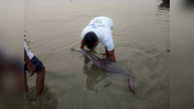 वाराणसी: गंगा प्रहरी ने बचाई डॉल्फिन की जान, मछुआरों के जाल से यूं कराया आजाद