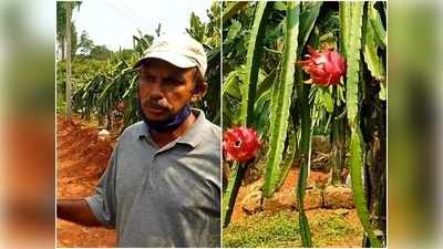 രണ്ടര ഏക്കറില്‍ ഡ്രാഗണ്‍ ഫ്രൂട്ട് വിപ്ലവം; ഇത് ഉമ്മര്‍കുട്ടിയുടെ വിജയഗാഥ,  വീഡിയോ