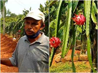 രണ്ടര ഏക്കറില്‍ ഡ്രാഗണ്‍ ഫ്രൂട്ട് വിപ്ലവം; ഇത് ഉമ്മര്‍കുട്ടിയുടെ വിജയഗാഥ,  വീഡിയോ