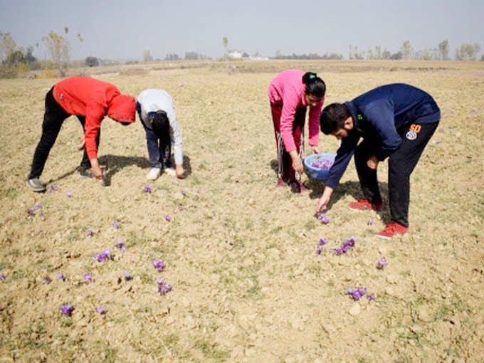 ​भारत में ये हैं केसर के बड़े खरीदार