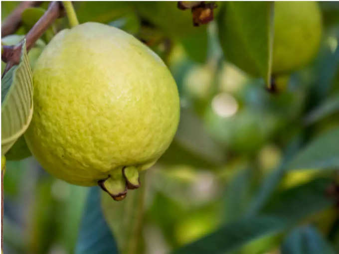 ​ಚಂದ್ರು ಪೇರಳೆಯ ಮುಖಲೇಪ ತಯಾರಿಸುವ ವಿಧಾನ