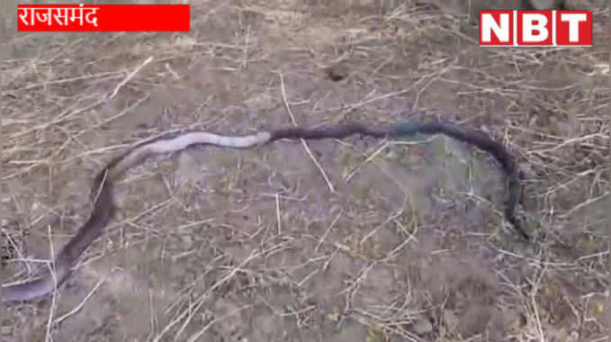 Video : खेत में कोबरा सांपों के वर्चस्व की लड़ाई , देख छूटे पसीने ...