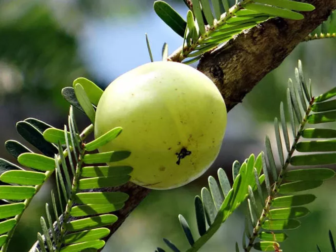 ​ಕಾರ್ತಿಕ ಸೋಮವಾರ ಮತ್ತು ಅಕ್ಷಯ ನವಮಿ: 23 ನವೆಂಬರ್