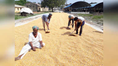 ಸಾವಿರ ರೂ. ಕುಸಿದ ಗೋವಿನ ಜೋಳದ ದರ