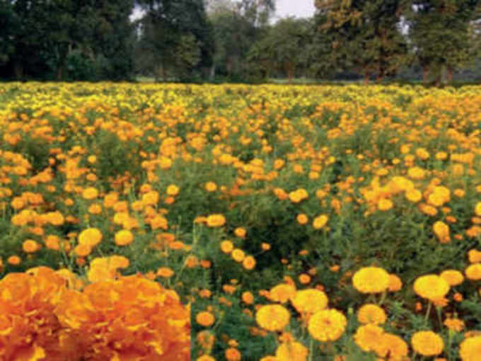 ​ಚೆಂಡುಹೂವು/ ಮಾರಿಗೋಲ್ಡ್​