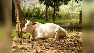 പശുവിനെ ലൈംഗികമായി പീഡിപ്പിച്ചു; ദൃശ്യങ്ങൾ വൈറൽ; യുവാവ് അറസ്റ്റിൽ