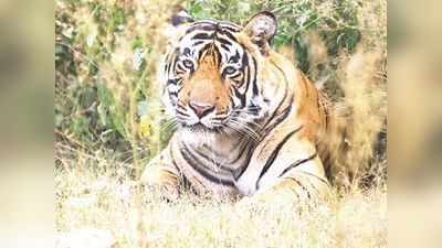महाराष्ट्र के विदर्भ में बीते 5 वर्षों में 17 बाघ और 18 तेंदुओं की करंट से मौत, तस्कर ऐसे कर रहे शिकार