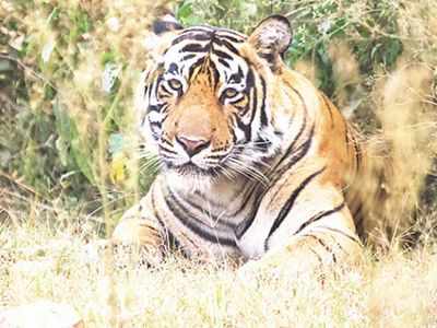 महाराष्ट्र के विदर्भ में बीते 5 वर्षों में 17 बाघ और 18 तेंदुओं की करंट से मौत, तस्कर ऐसे कर रहे शिकार