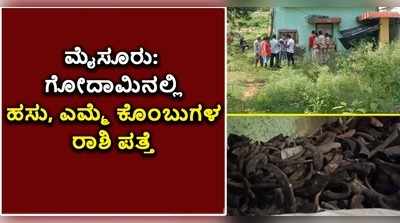 ಮೈಸೂರು: ಗೋದಾಮಿನಲ್ಲಿ ಹಸು, ಎಮ್ಮೆ ಕೊಂಬುಗಳ ರಾಶಿ ಪತ್ತೆ