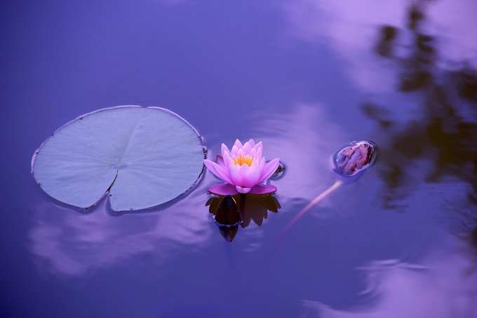 ​ಕಮಲದ ಹೂವಿನ ಕನಸು