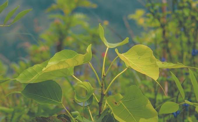 ​3) ಅರಳಿ ಮರವನ್ನು ನೆಡಬೇಕು