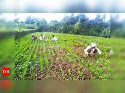 திருச்சியில் இயற்கை விவசாயம்... அசத்தும் திருவாரூர் பட்டதாரி இளைஞர்!