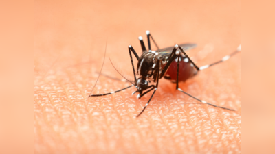 लगातार कम हो रहा है डेंगू का प्रकोप, इस साल एक भी मौत नहीं