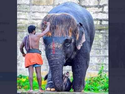 VDO: ৩ বার শ্যাম্পু, যত্ন করে চিরুনি! বব-কাট চুলের হাতি এখন হারমোনিকাও বাজাচ্ছে...