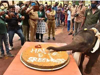 സോഷ്യല്‍ മീഡിയയില്‍ വൈറലായി കുട്ടിയാനയുടെ കേക്ക് മുറി, പുടവ ചുറ്റി പിറന്നാള്‍ പിറന്നാളാഘോഷിക്കാന്‍  കൂട്ടിന് 10 ആനകളും, വീഡിയോ കാണാം