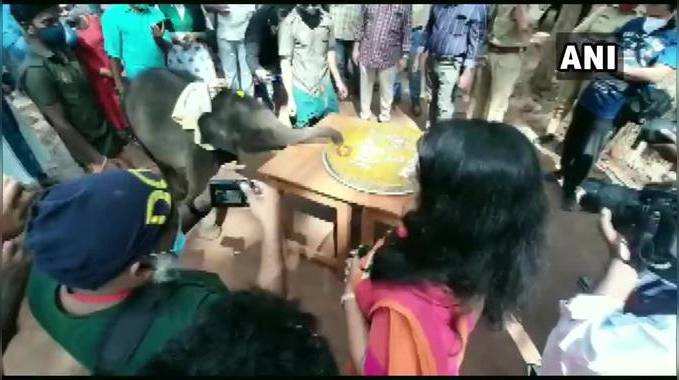 केरल में बेबी जंबो श्रीकुट्टी ने काटा बर्थडे केक, विडियो देख सब बोले, क्यूट