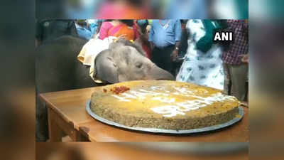 त्या हत्तीच्या पिल्लाचा पहिला वाढदिवस, केक खाण्यासाठी आले १५ हत्ती