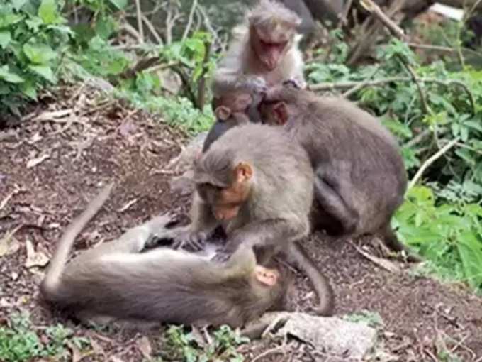 സംസ്ഥാനത്താദ്യമായി കുരങ്ങ് ശല്ല്യത്തിന് ഫണ്ട്​