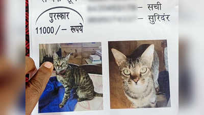 UP: भारत के पूर्व चुनाव आयुक्त की लापता बिल्ली के लिए CM योगी के शहर में लगे पोस्टर, रात भर ढूंढती रही पुलिस