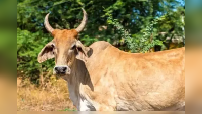 રાજસ્થાનઃ ગર્ભવતી હાથિણી બાદ હવે ગાયને ખવડાવવામાં આવ્યો વિસ્ફોટક પદાર્થ
