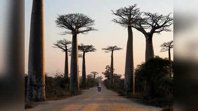 Baobab of Madagascar: मानव सभ्यता से भी पुराने पेड़, आसमान छूतीं जड़ें और तनों में बसती है अनोखी दुनिया