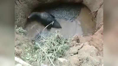 Jharkhand News: कुएं में गिर गया हाथी का बच्चा, ग्रामीणों के सहयोग से निकाला गया बाहर