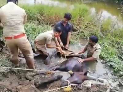 ചതുപ്പിൽ താഴ്ന്ന് കുതിര; രക്ഷകരായത് ഫയർ ഫോഴ്സ്, വീഡിയോ കാണാം