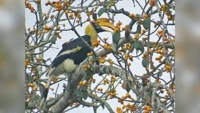 ದಾಂಡೇಲಿ ಕಾಡುಗಳಿಗೆ ಹಕ್ಕಿಗಳ ಲಗ್ಗೆ