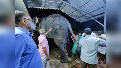 കാറിടിച്ച് പരുക്കേറ്റ ആനയ്ക്ക് എസ്‌ക്‌റേ; വാലില്‍ പ്ലാസ്റ്ററിട്ടു