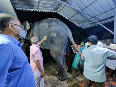 കാറിടിച്ച് പരുക്കേറ്റ ആനയ്ക്ക് എസ്‌ക്‌റേ; വാലില്‍ പ്ലാസ്റ്ററിട്ടു