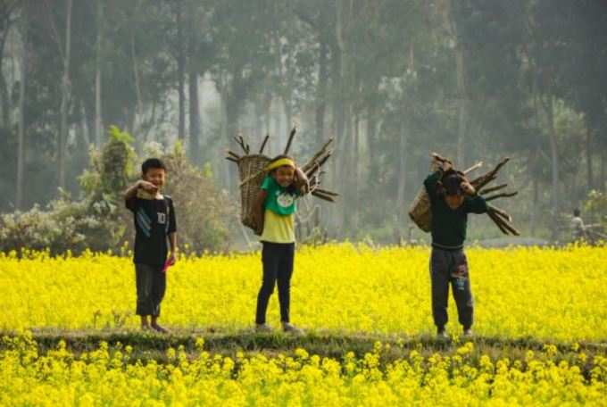 সরষের তেল