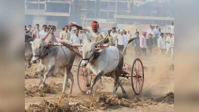 ಎತ್ತು, ಜಟಕಾ ಬಂಡಿಗಳು ಮಾಯ: ಗತಕಾಲದ ಸಾರಿಗೆ ಇತಿಹಾಸ ಸೇರುವ ಭಯ!