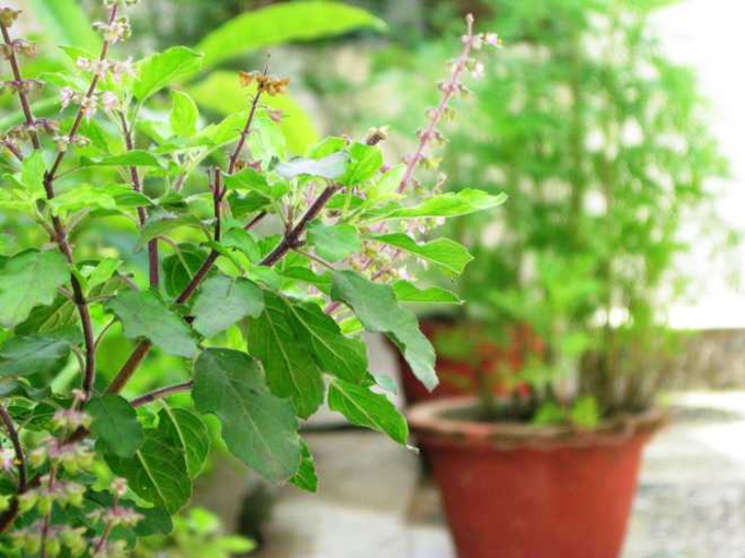 ಸಂತೋಷಕ್ಕಾಗಿ ಮತ್ತು ನೆಮ್ಮದಿಗಾಗಿ ತುಳಸಿ ಪೂಜೆ