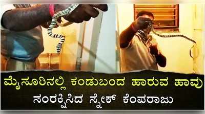 ಮೈಸೂರಿನಲ್ಲಿ ಸಿಕ್ತು ಹಾರುವ ಹಾವು..! ಏನಿದರ ಸ್ಪೆಷಾಲಿಟಿ..?