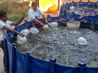 ബയോഫ്ളോക് മത്സ്യകൃഷി; സൂക്ഷ്മതയില്ലാതെ ചെയ്താല്‍ ഫലമുണ്ടാകില്ലെന്ന് വിദഗ്ധര്‍