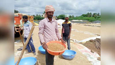 ಧಾರಾಕಾರ ಮಳೆಗೆ ಭತ್ತದ ರಾಶಿ ಹಾಳು