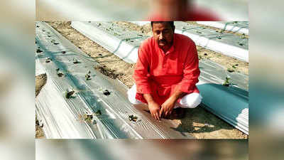 गाजीपुर के इस किसान ने गेहूं, धान छोड़ स्ट्रॉबेरी उगा कमाए लाखों, अब कश्‍मीरी केसर की बारी