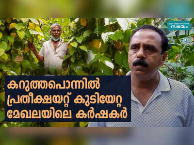 കറുത്തപൊന്നിൽ പ്രതീക്ഷയറ്റ് കുടിയേറ്റ മേഖലയിലെ കർഷകർ