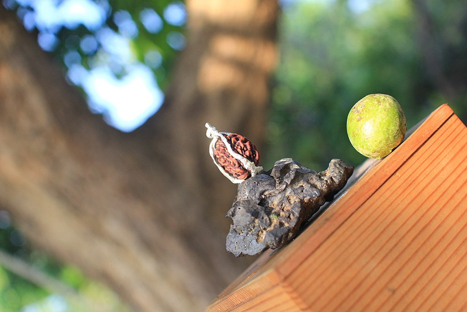 Rudraksha