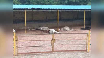गोशाला बंद कर 5 दिन के लिए दिवाली की छुट्टी मनाने चले गए कर्मचारी, भूख-प्यास से आधा दर्जन गायों की मौत