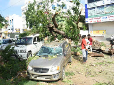 ಮೈಸೂರು: ಧರೆಗುರುಳಿದ ಬೃಹತ್‌ ಮರ..! ರಾಮವಿಲಾಸ್‌ ರಸ್ತೆಯಲ್ಲಿ ಮೂರು ಕಾರು ಜಖಂ