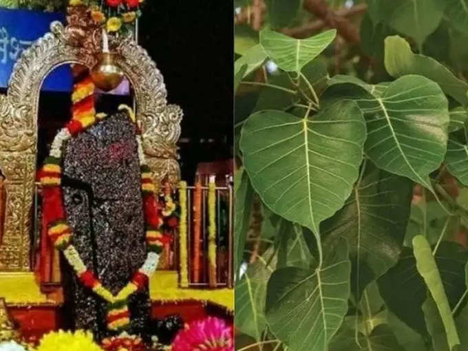 ​पिंपळ वृक्षाचे पूजन