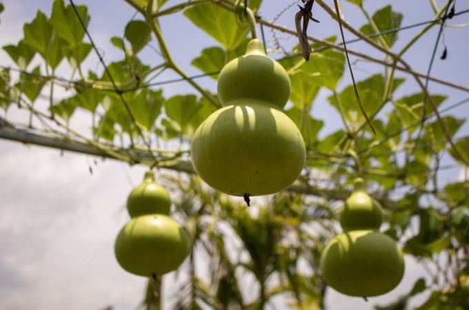 যে কোনও বড় পাতা